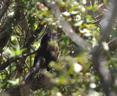 Wrentit (Chamaea fasciata), photo 6