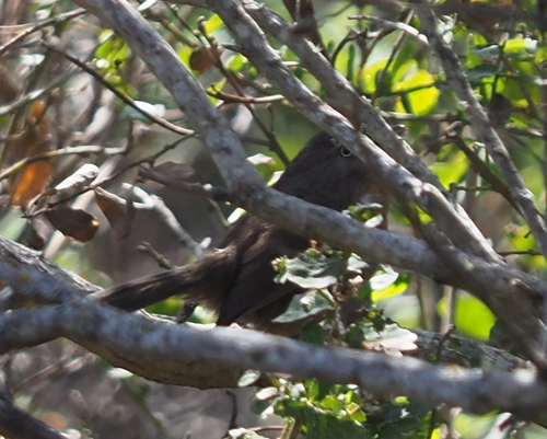 Wrentit (Chamaea fasciata), photo 7