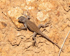 Sceloporus pyrocephalus