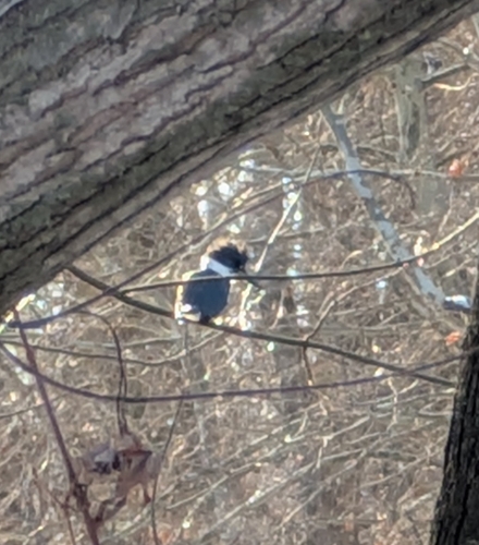 Belted Kingfisher