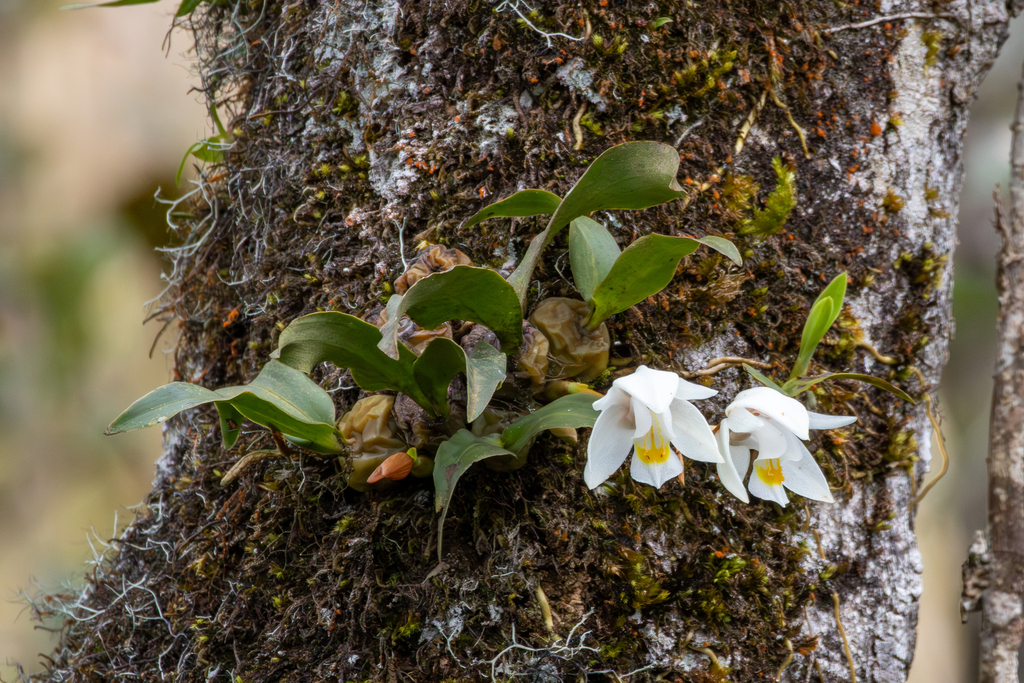 Coelogyne odoratissima