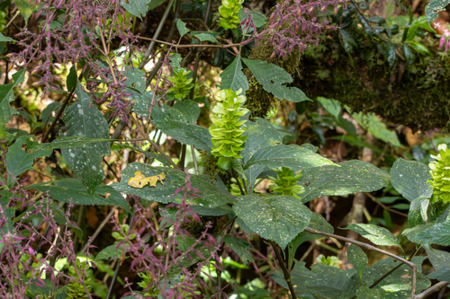 Strobilanthes calycina observed 2026-01-27
