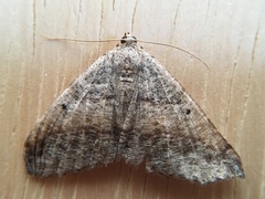 Prochoerodes forficaria