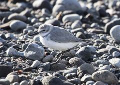 Anarhynchus frontalis