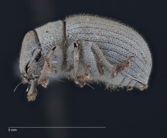 Eucilinus