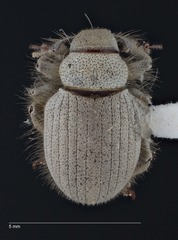 Eucilinus