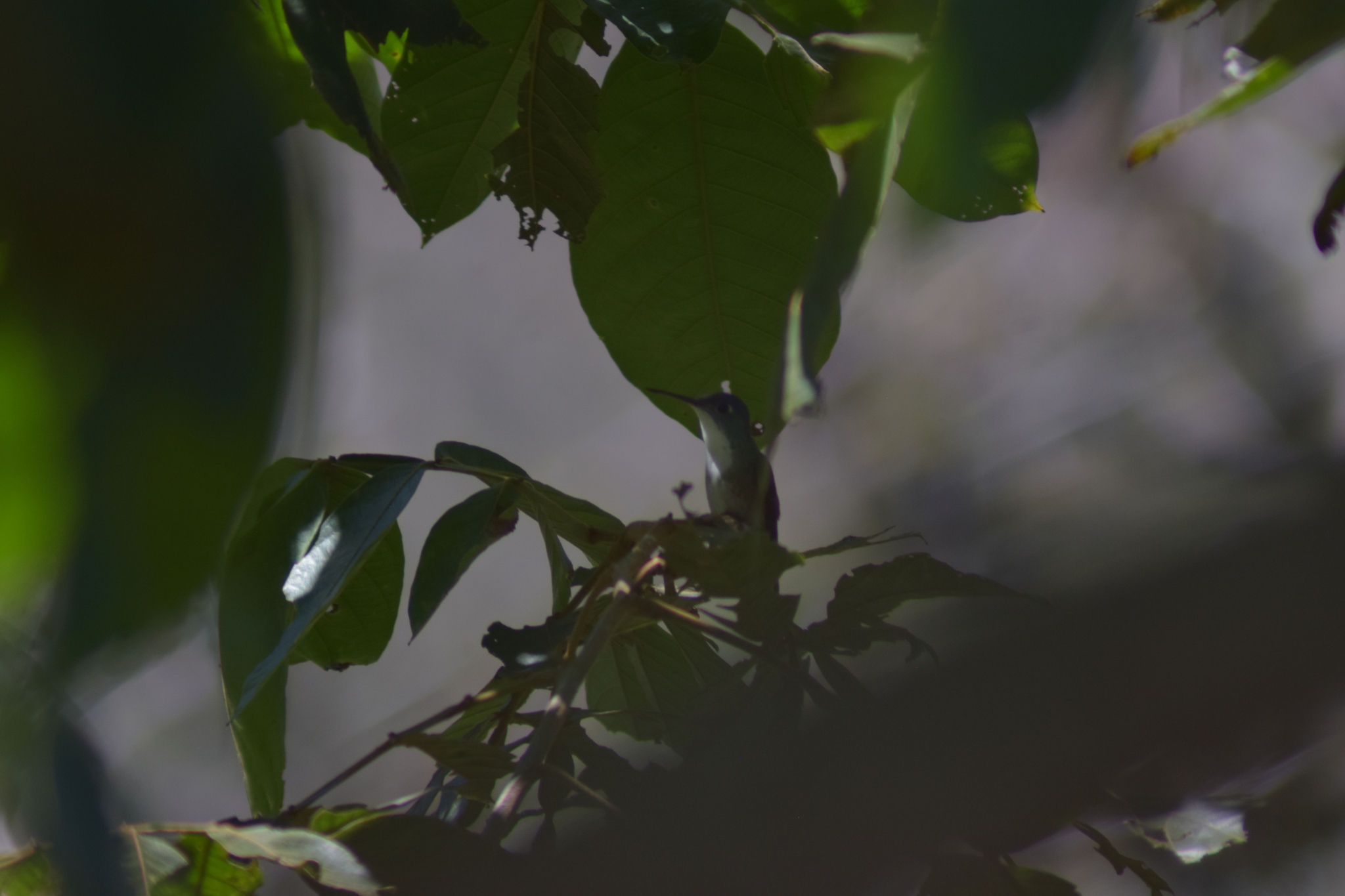 Azure-crowned Hummingbird (Saucerottia cyanocephala), photo 3
