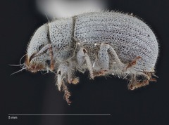 Eucilinus