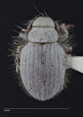 Eucilinus