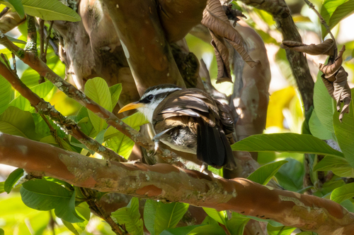 Sri Lanka Scimitar Babbler (Pomatorhinus melanurus), photo 1