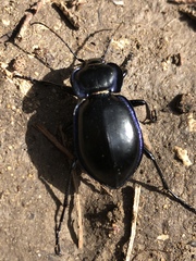 Carabus finitimus