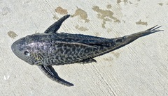 Pterygoplichthys