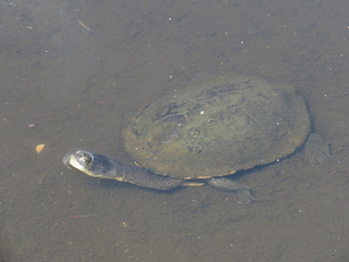 Eastern Snake-necked Turtle, photo 6 of 10