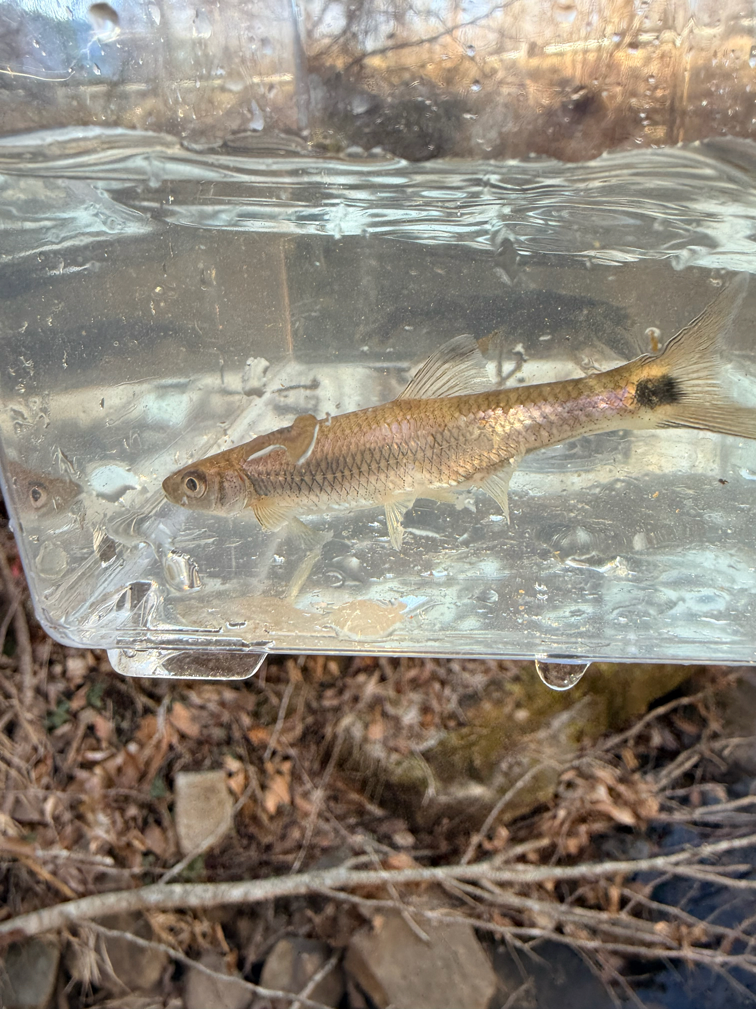 Mobile Blacktail Shiner photo 7