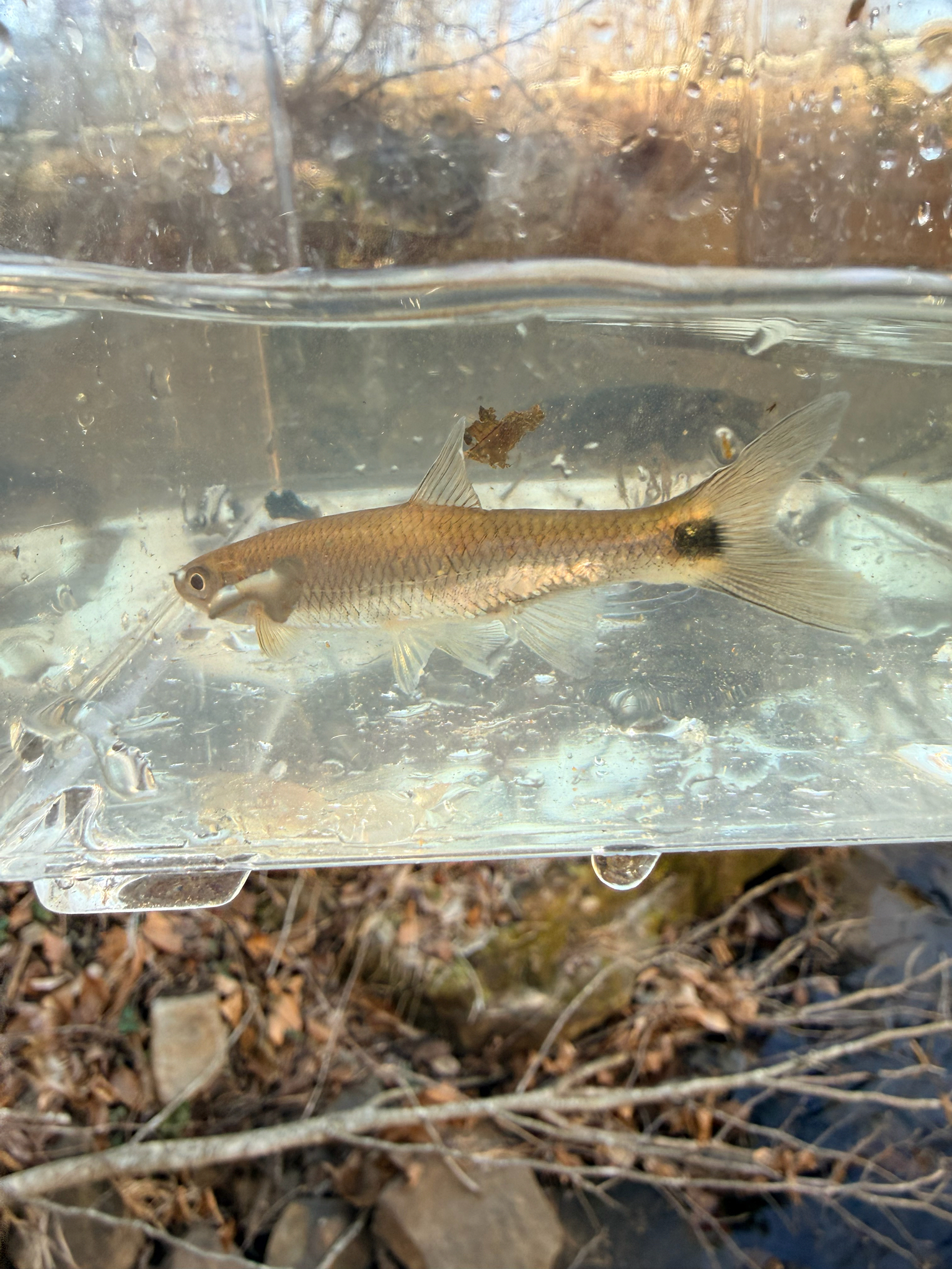 Mobile Blacktail Shiner photo 6
