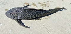 Pterygoplichthys