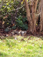 Otospermophilus beecheyi