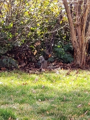 Otospermophilus beecheyi