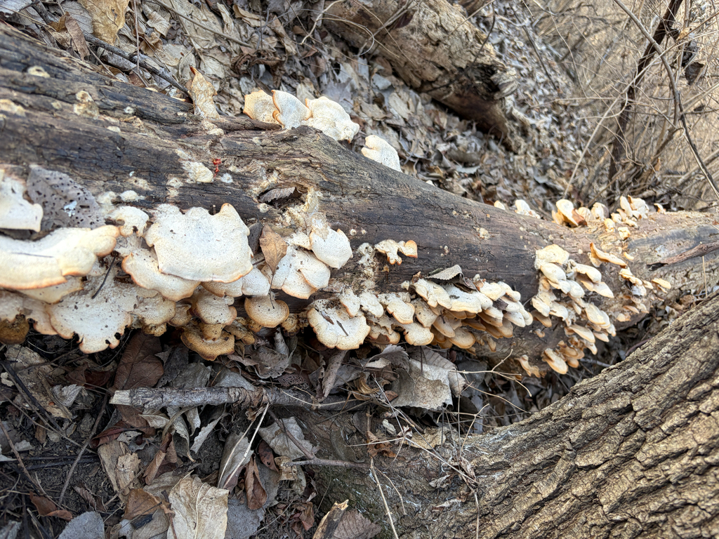 Phyllotopsis nidulans · February 2026 · photo: © kefreecomo (iNaturalist, cc-by)