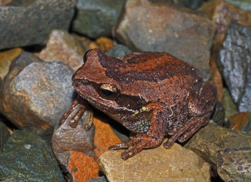 Verreaux's Tree Frog