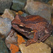 Verreaux's Tree Frog - Photo (c) Linda Rogan EntSocVic, some rights reserved (CC BY-NC), uploaded by Linda Rogan EntSocVic