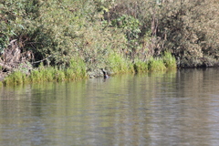 Gallinula galeata cachinnans
