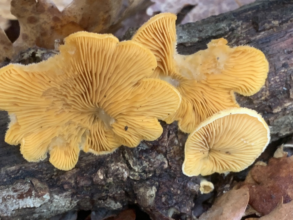 Phyllotopsis nidulans · January 2026 · photo: © manuela9012 (iNaturalist, cc-by)