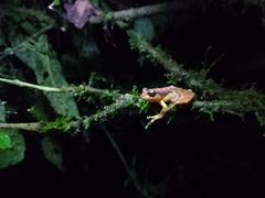 Pristimantis boulengeri