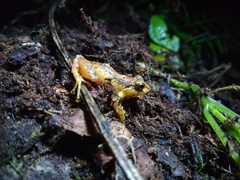 Pristimantis boulengeri