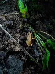 Pristimantis boulengeri