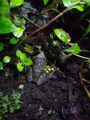 Pristimantis thectopternus