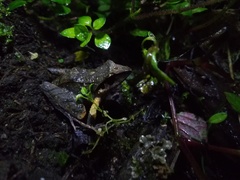 Pristimantis thectopternus