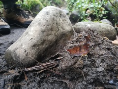 Hypanartia kefersteini