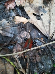 Hypanartia kefersteini