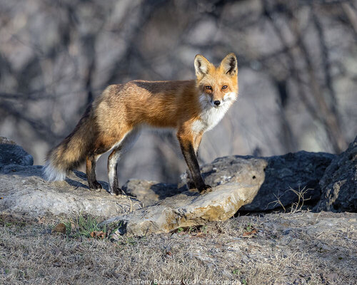 Red Fox photographed in Oklahoma