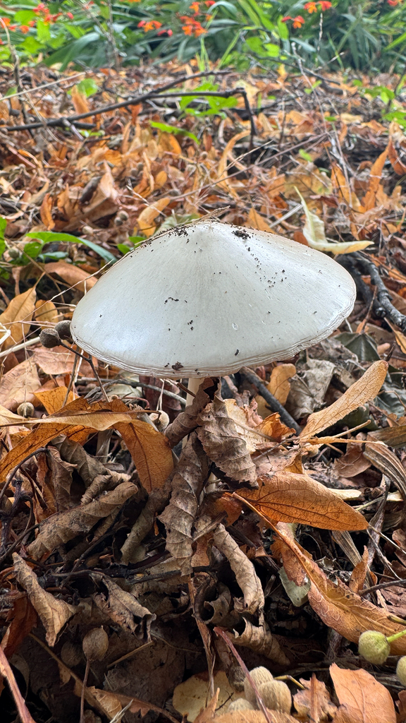 Volvopluteus gloiocephalus · February 2026 · photo: © frankashwood (iNaturalist, cc-by)