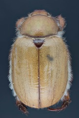 Pseudocotalpa giulianii