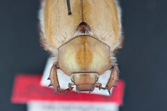 Pseudocotalpa giulianii