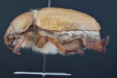 Pseudocotalpa giulianii