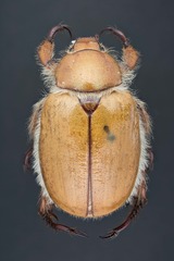 Pseudocotalpa giulianii