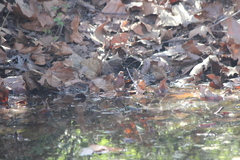 Haemorhous purpureus californicus