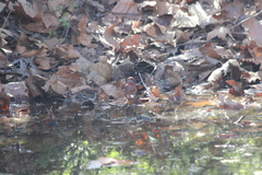 Haemorhous purpureus californicus