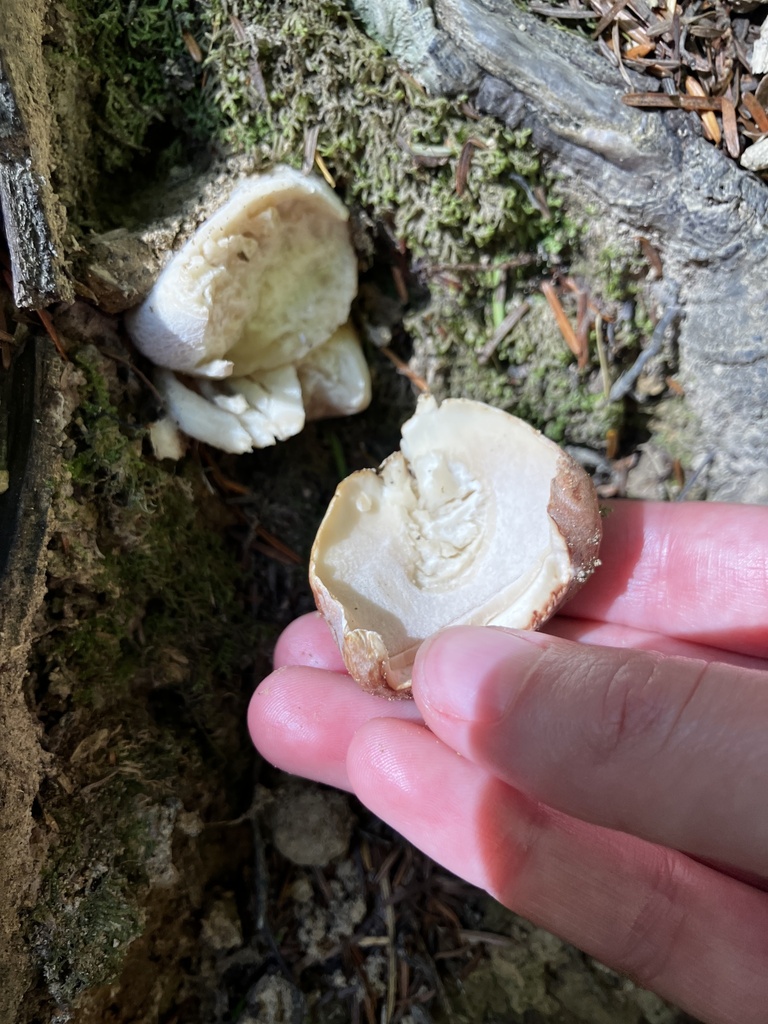 Boletus edulis · February 2026 · photo: © mikoikoi (iNaturalist, cc0)