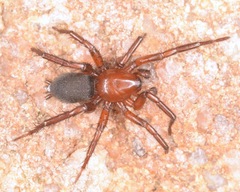 Gnaphosa sericata