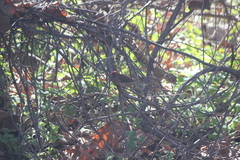 Haemorhous purpureus californicus