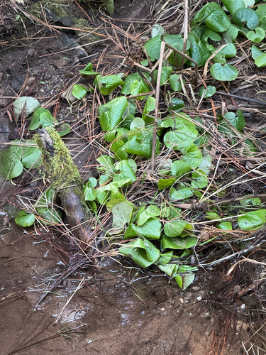 Asarum lemmonii, photograph 2