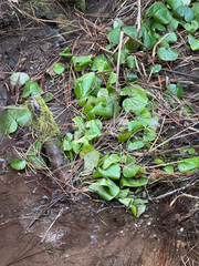 Asarum lemmonii, photograph author not stated, no rights reserved