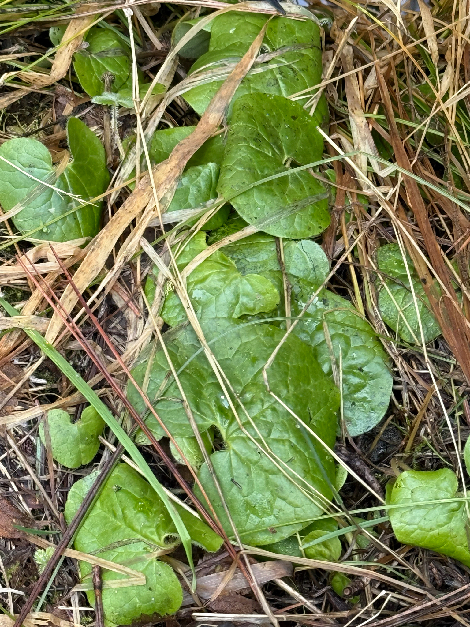 Lemmon's Wild Ginger (Asarum lemmonii)