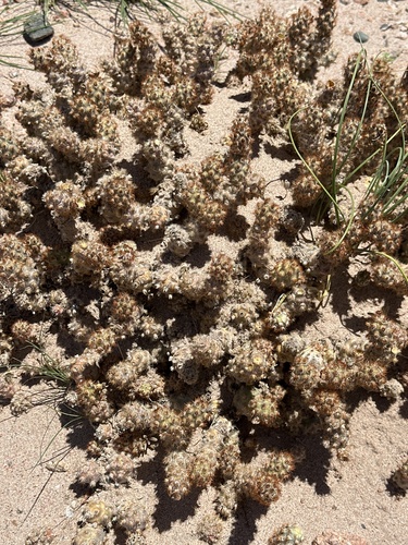Tephrocactus molinensis
