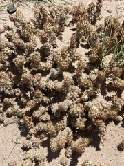 Tephrocactus molinensis